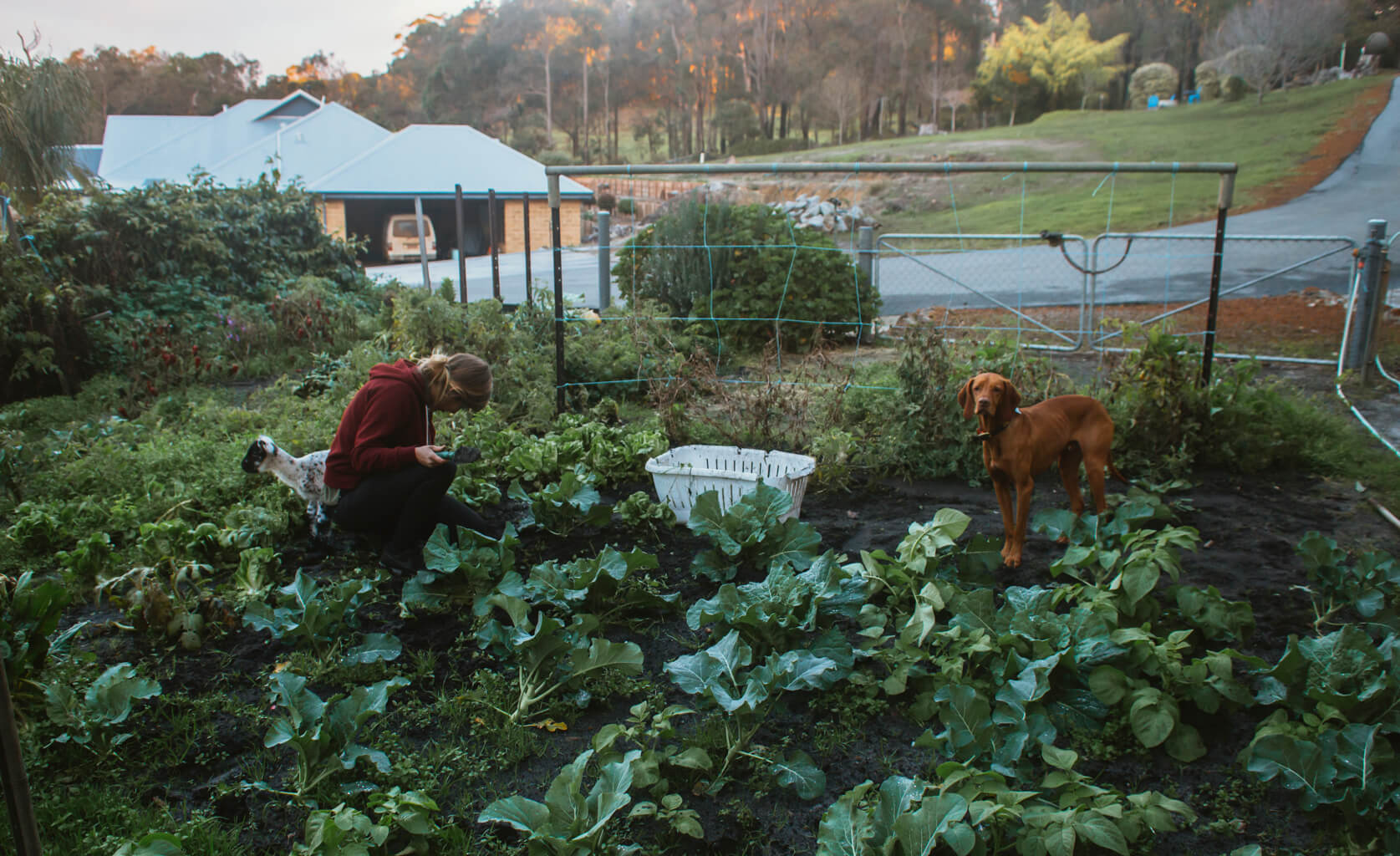 Doing Some Work In The Veggie Patch With Tigger And The Small Lamb - Best House Sitting Experience Ever