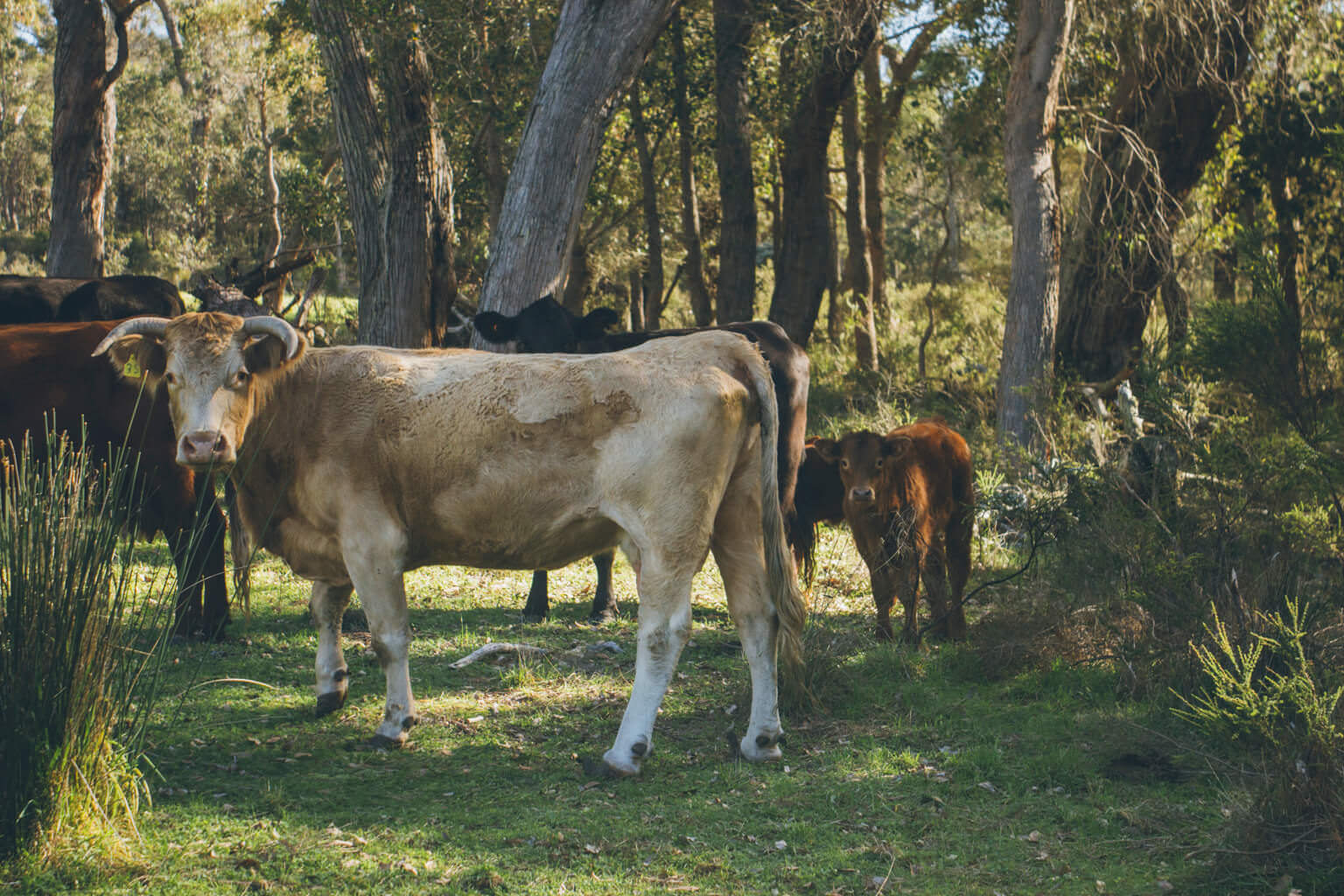 Checking the cows and their calfs - Best House Sitting Experience Ever