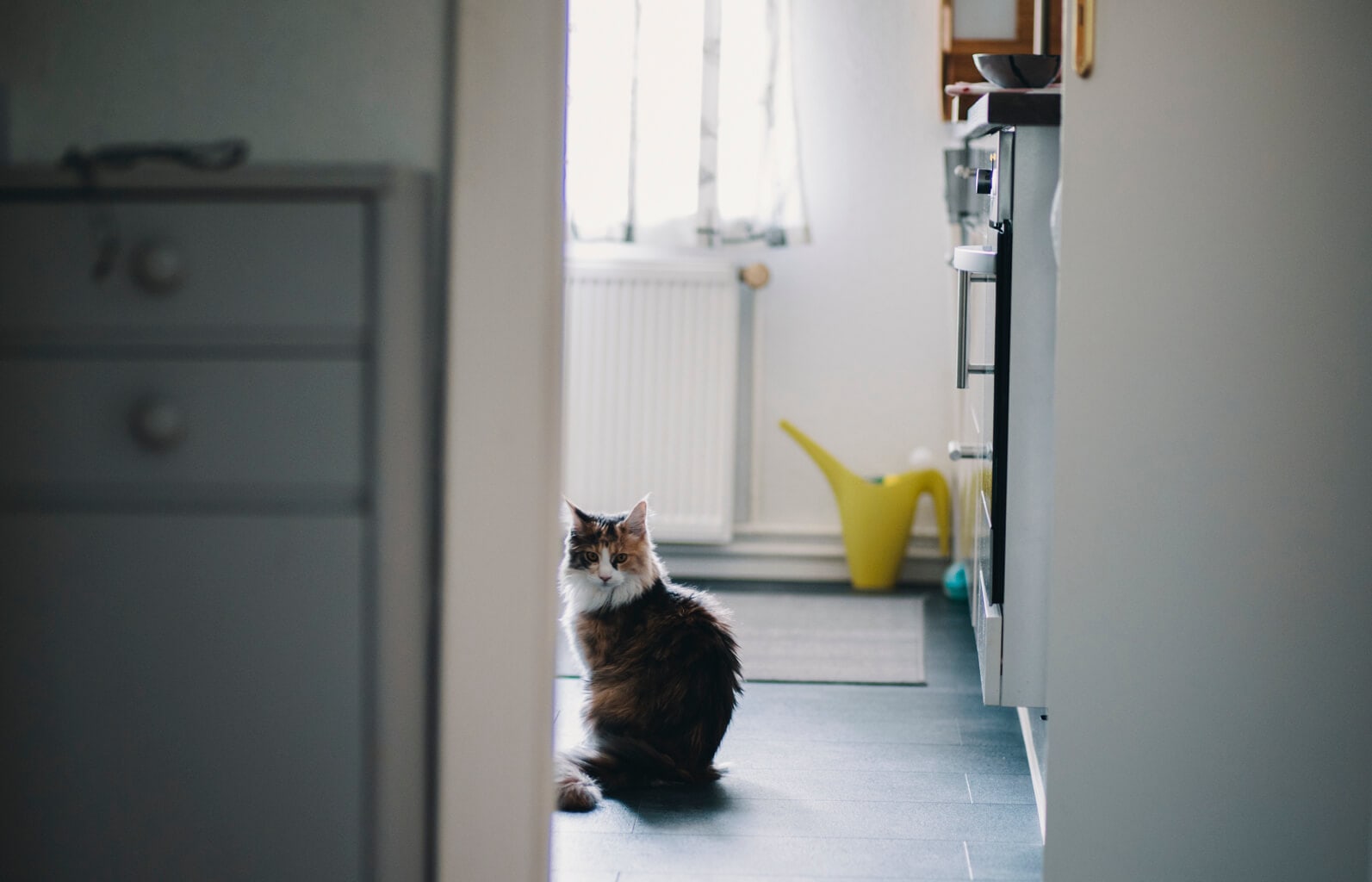 How To Create A Killer House Sitting Profile
