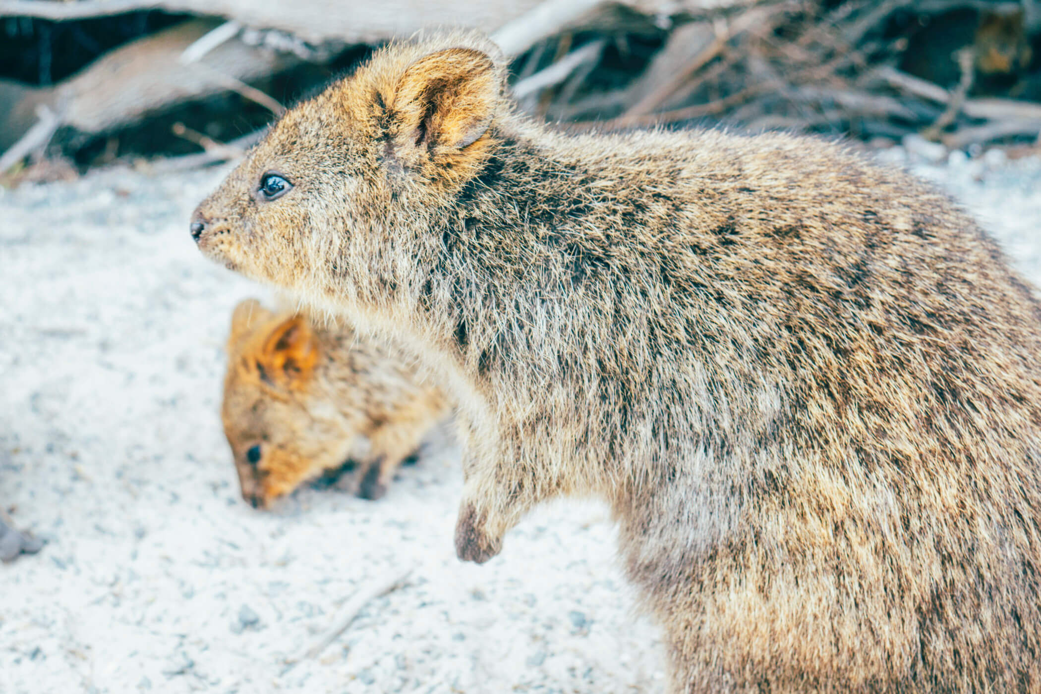 Visiting Perth In Style: The Lowdown On Planning Your Trip Down Under
