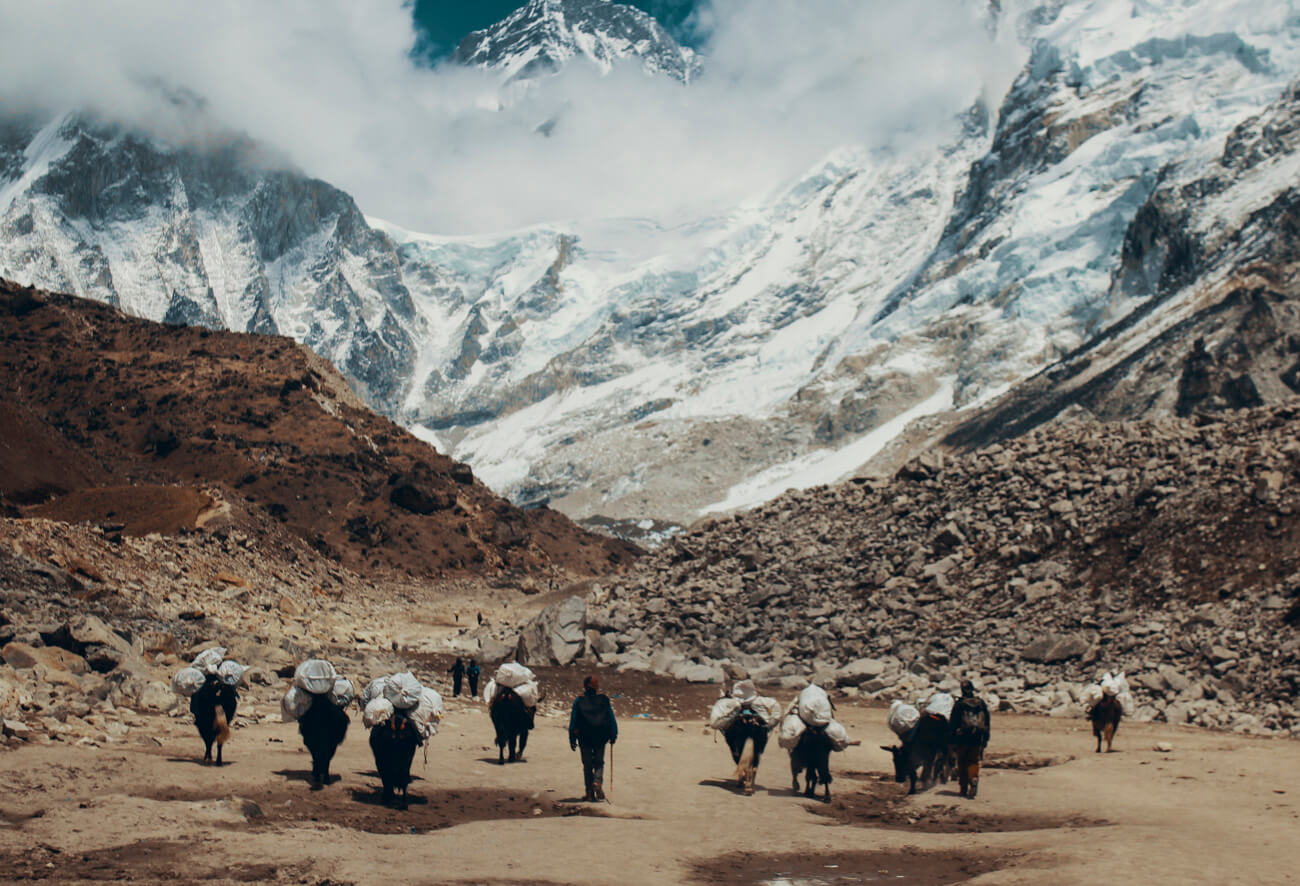 A herd of yaks on the trail - The Ultimate Guide To Doing The Everest Base Camp Trek Without A Guide
