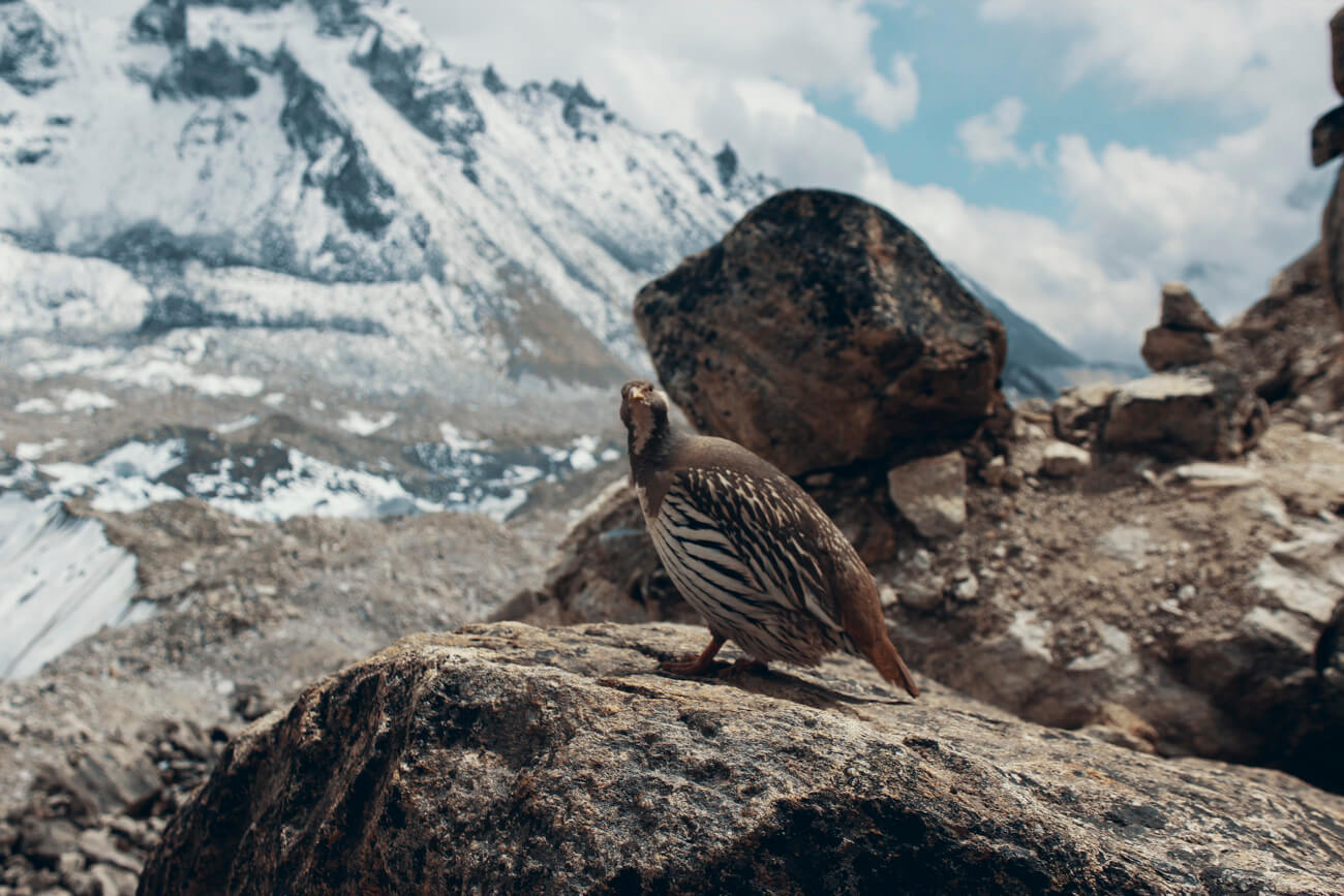 Everest Base Camp - The Ultimate Guide To Doing The Everest Base Camp Trek Without A Guide