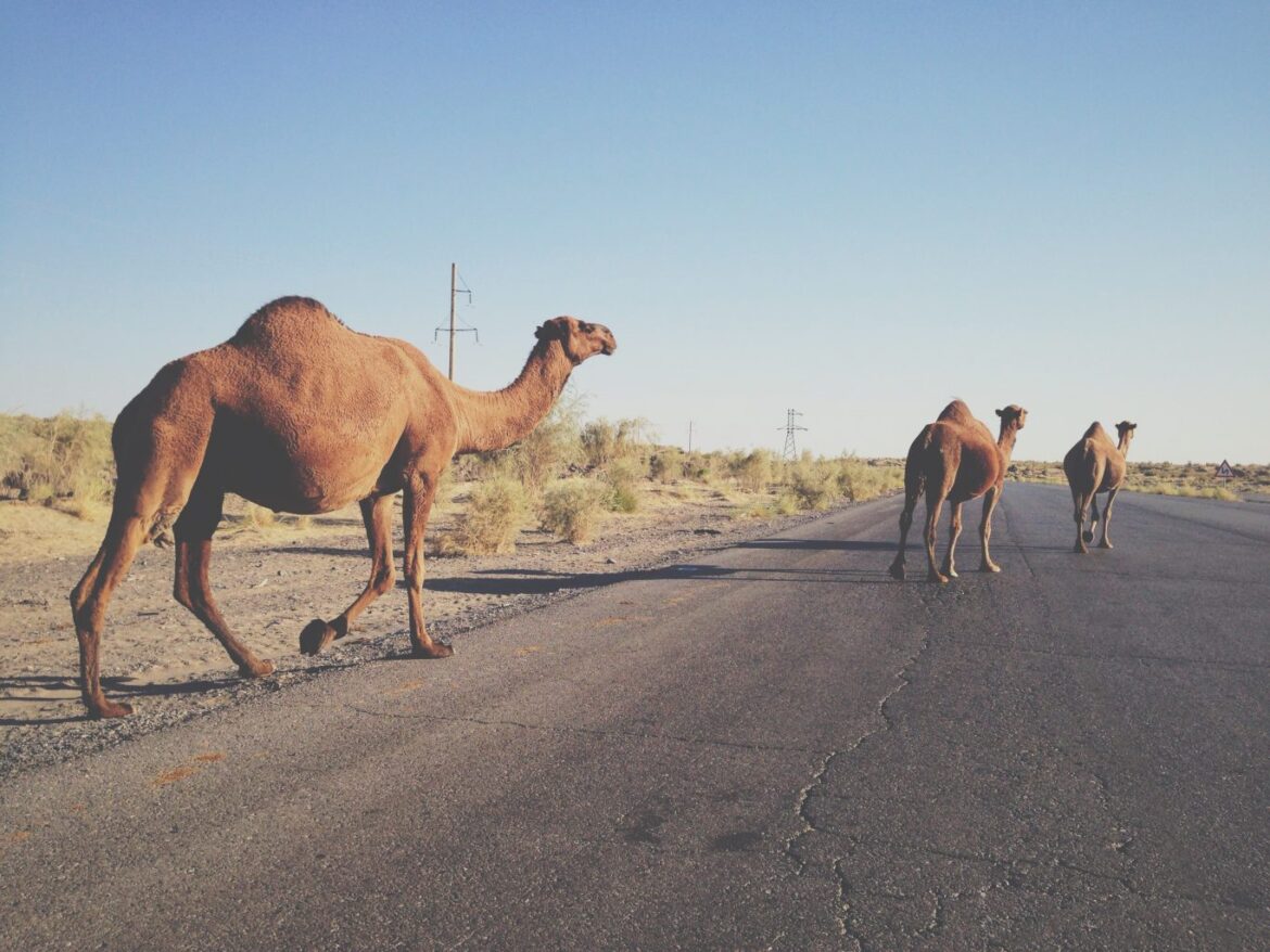Camels Crossing The Road - Turkmenistan
