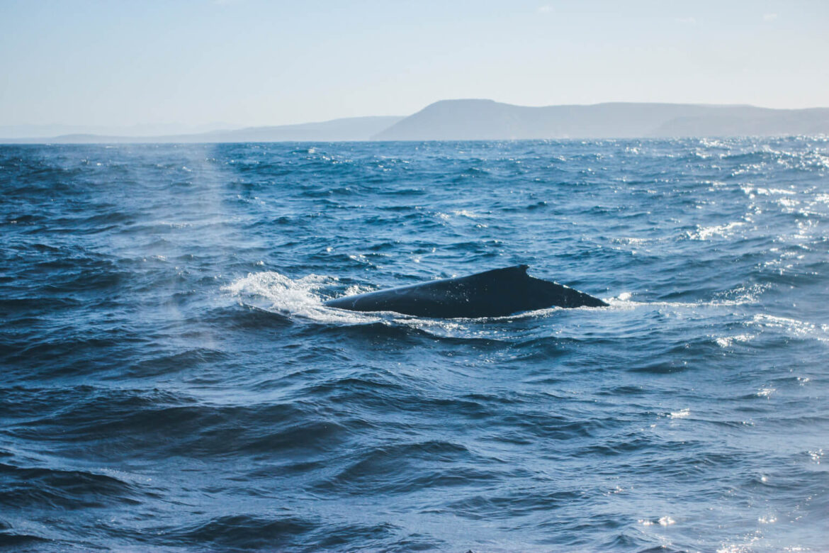 Whale Watching On A Catamaran - Whales In Albany